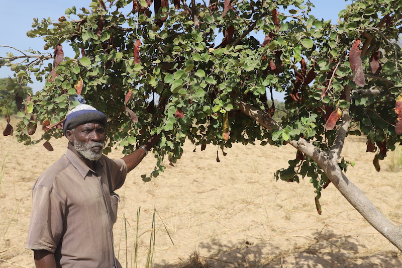 Re-greening Africa: land restoration to care for God’s world